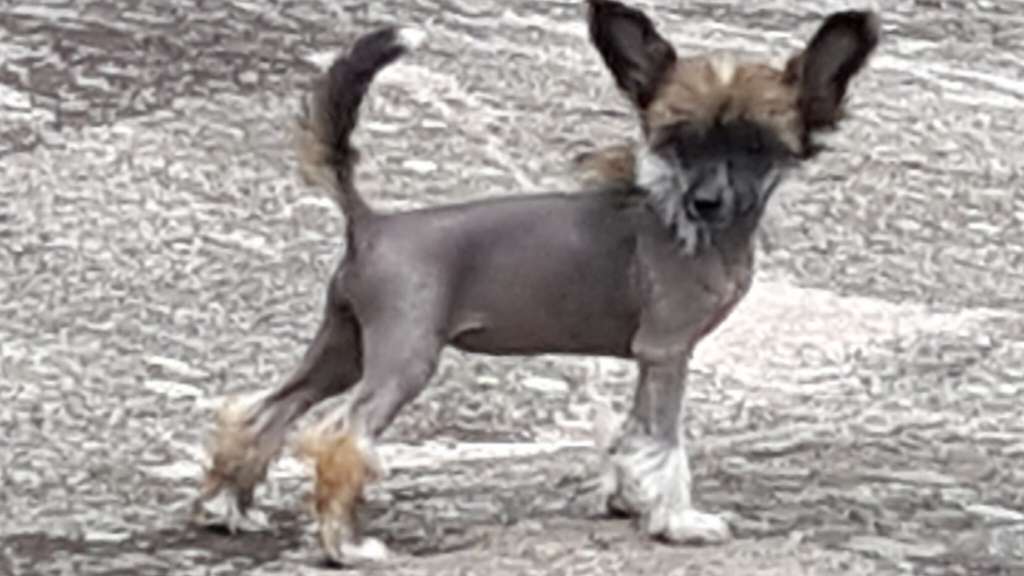 Deamor's Extra Sancy