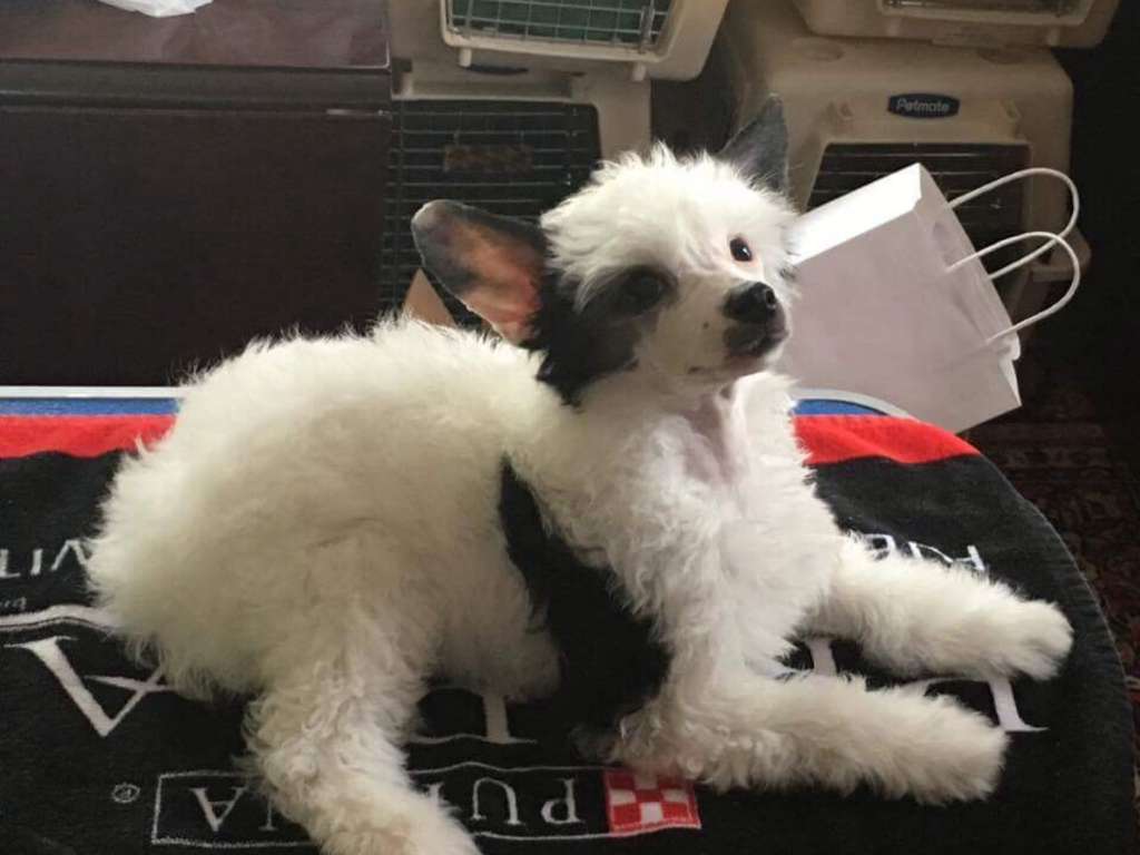 Colliwood's Sweet Hawaiian blossom