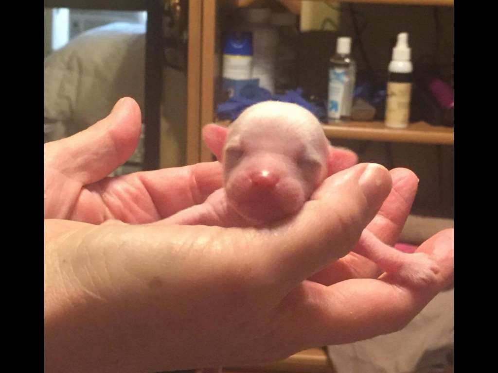 Colliwood's You're Welcome