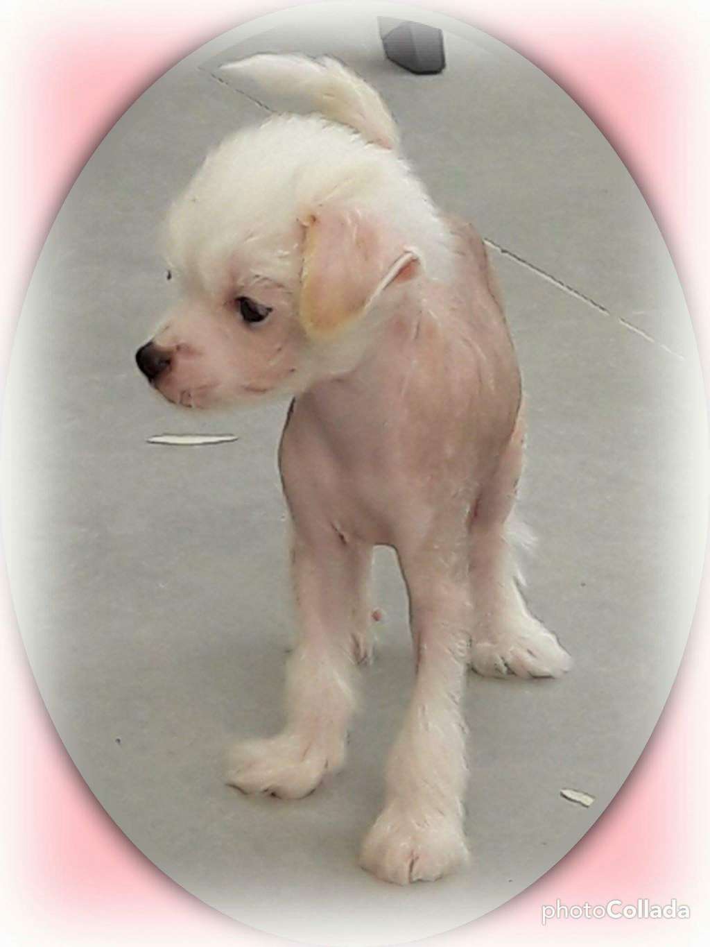 Newlook Des Picholines