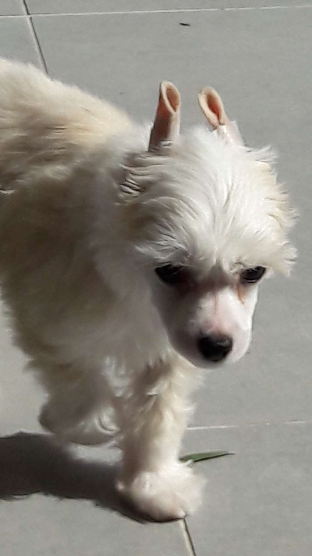 Nirvana Des Picholines