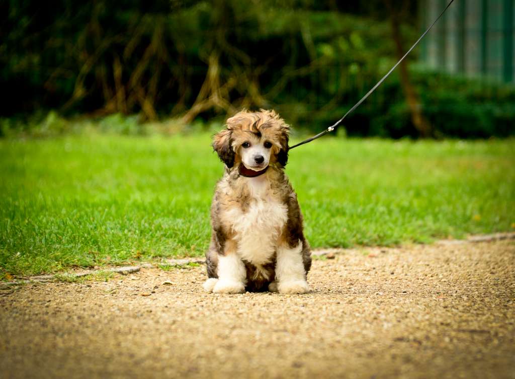 Yaquinas Fürst von und zu Flutschfinger
