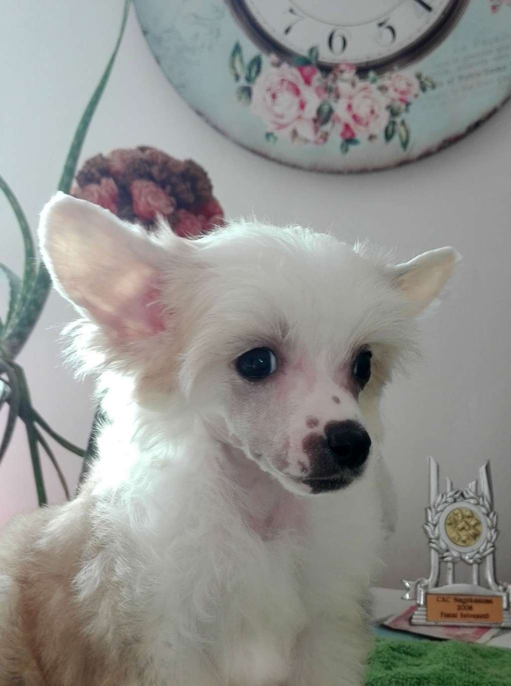 Fundoklia-völgyi Kaszanics Marengo