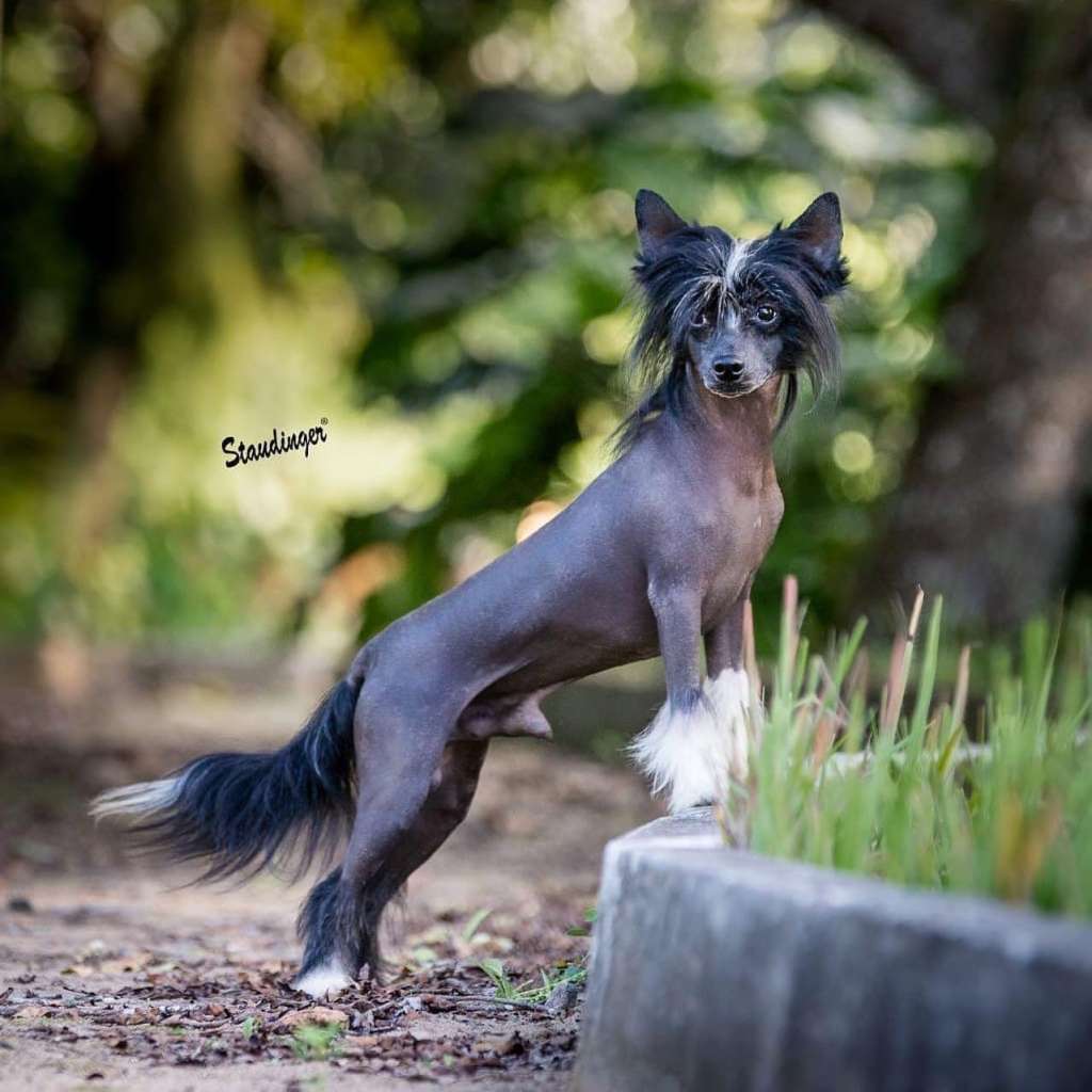 Pequin Mirrage Orpheus