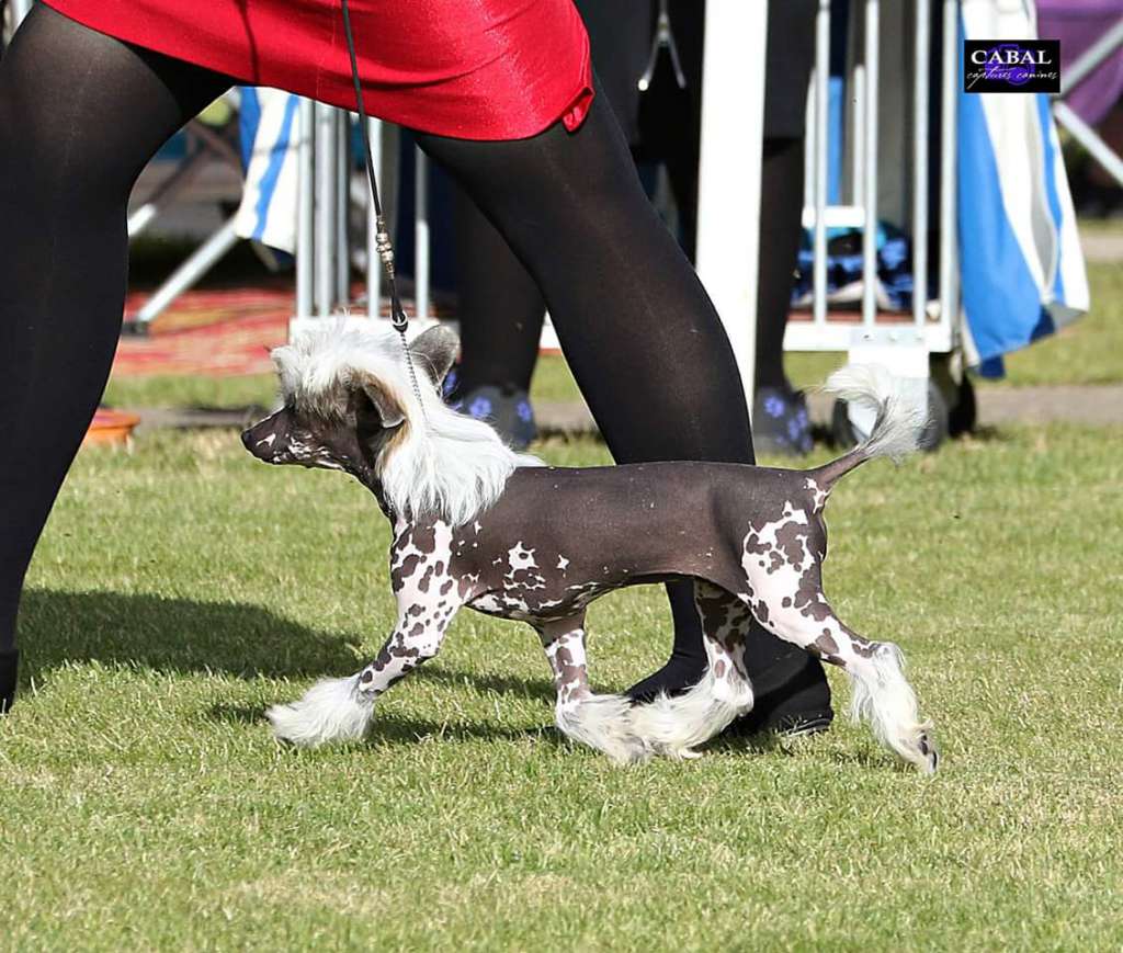 Chinois twist of fate