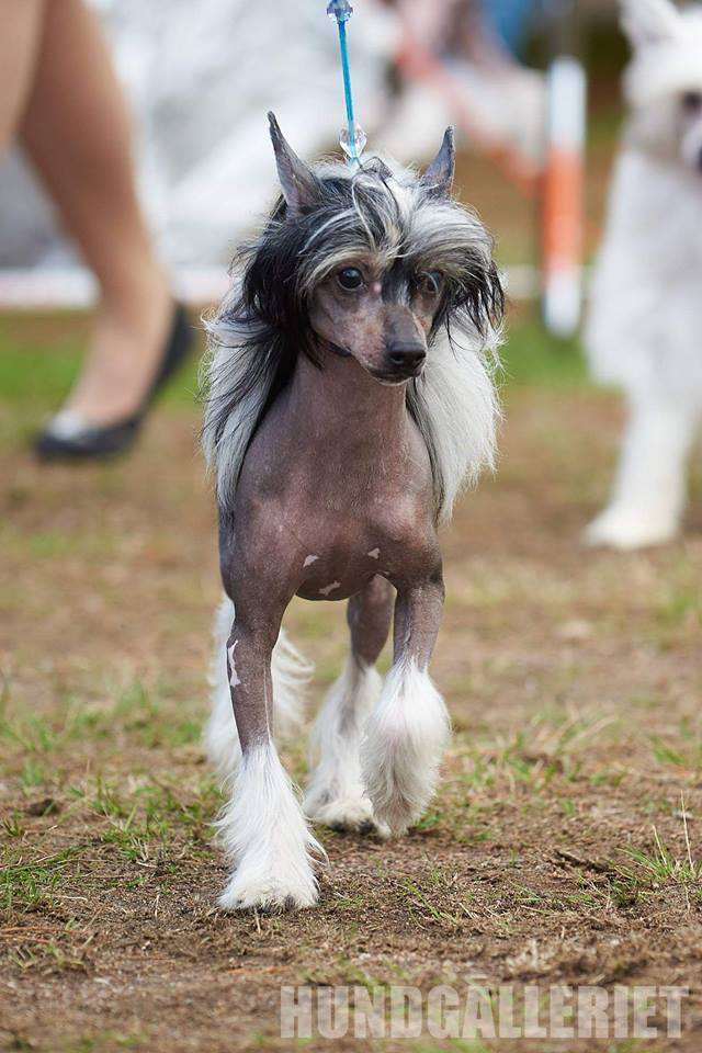 Night Knight Juna Dogs Fci