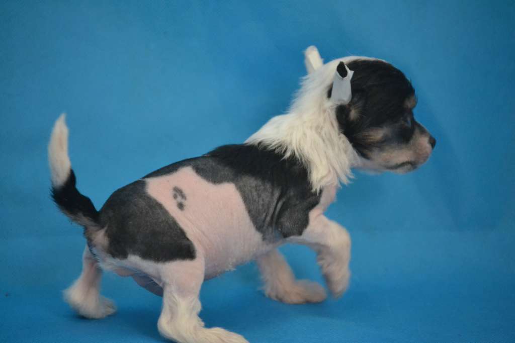 Ketrin Kristol Zveroboy