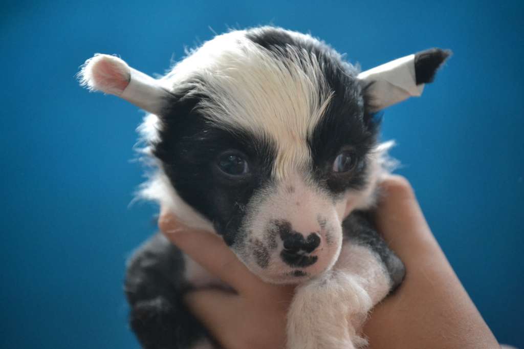 Ketrin Kristol Zodiak