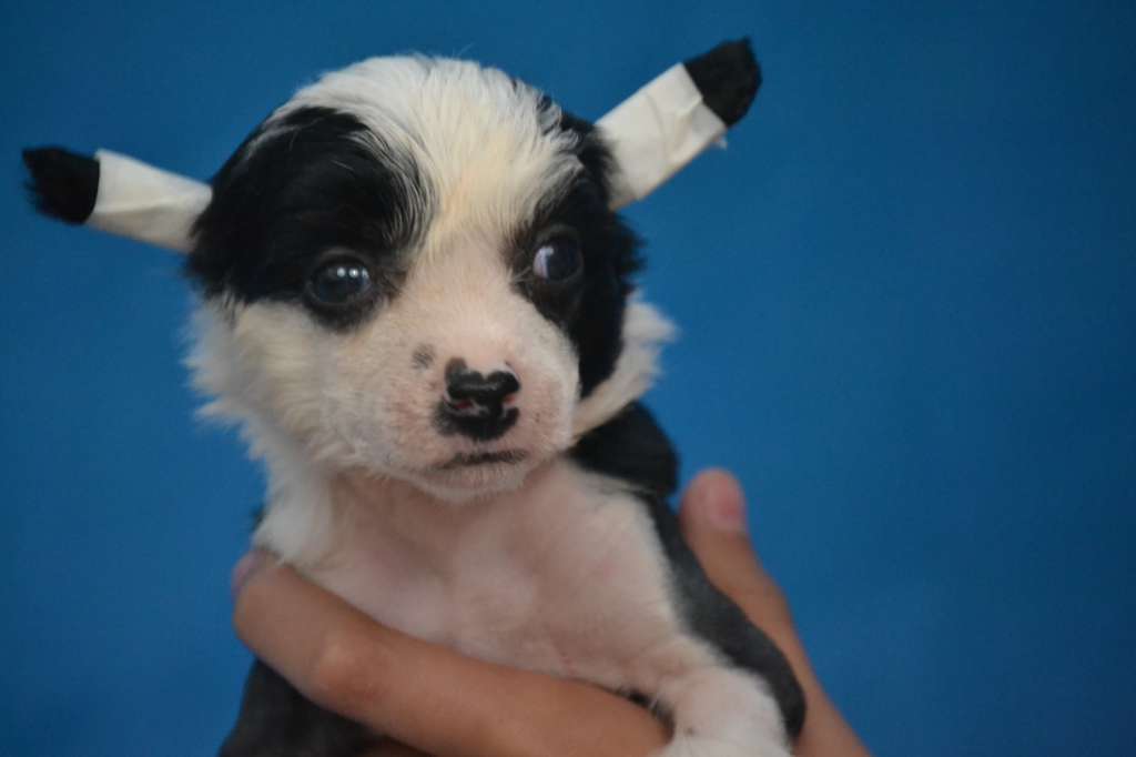 Ketrin Kristol Zarina