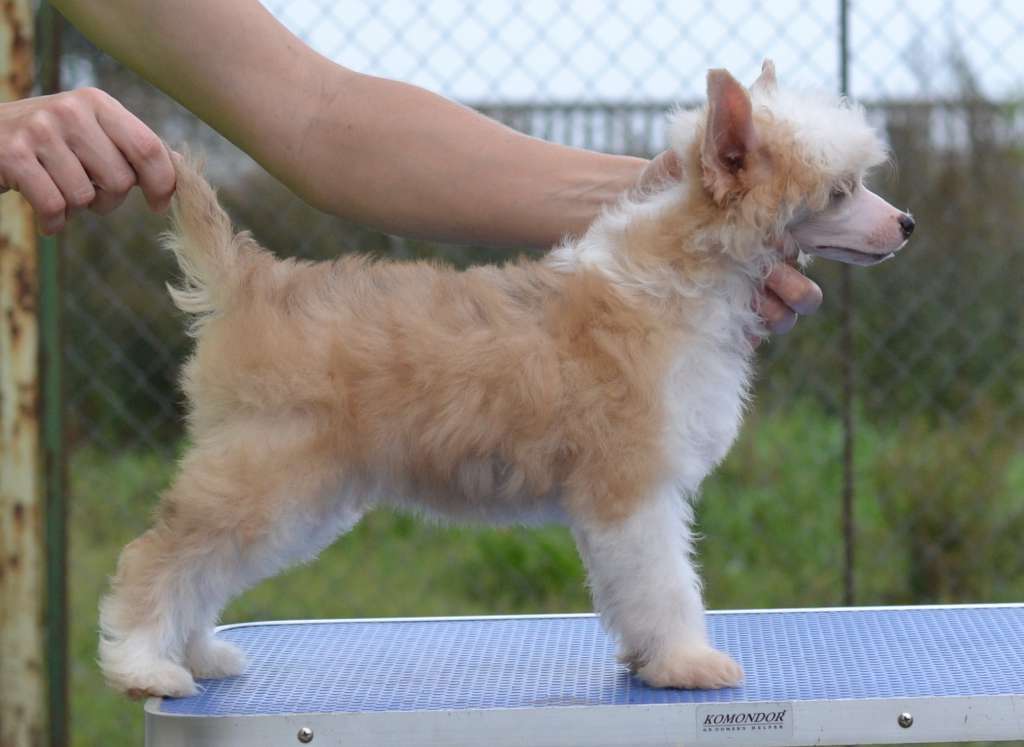 Eleonora iz Sozvezdiya Khana