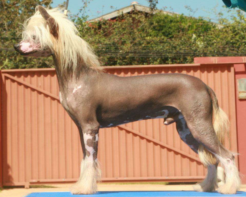 Bryelis Ebeneezer Scrooge