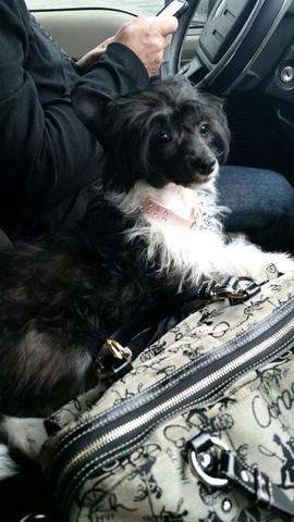 Carrera's Magic Carpet Ride