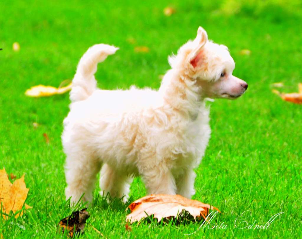 Tiny Rascal's Sparkeling Rain