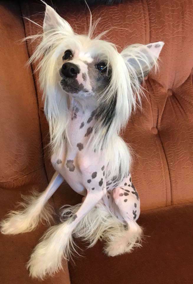 Charity Cheer Garden Roses