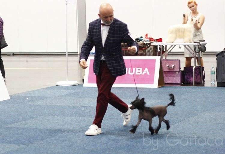 Jr Ch & CH Chic to chic Be the best you can be