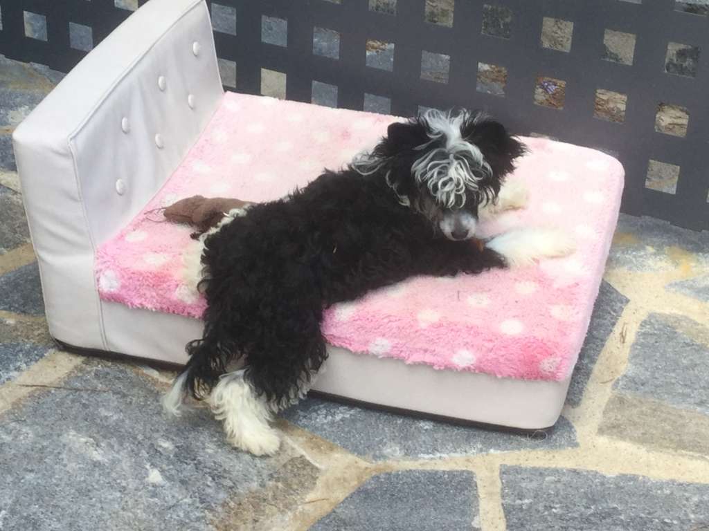 Chic to chic Woodstock