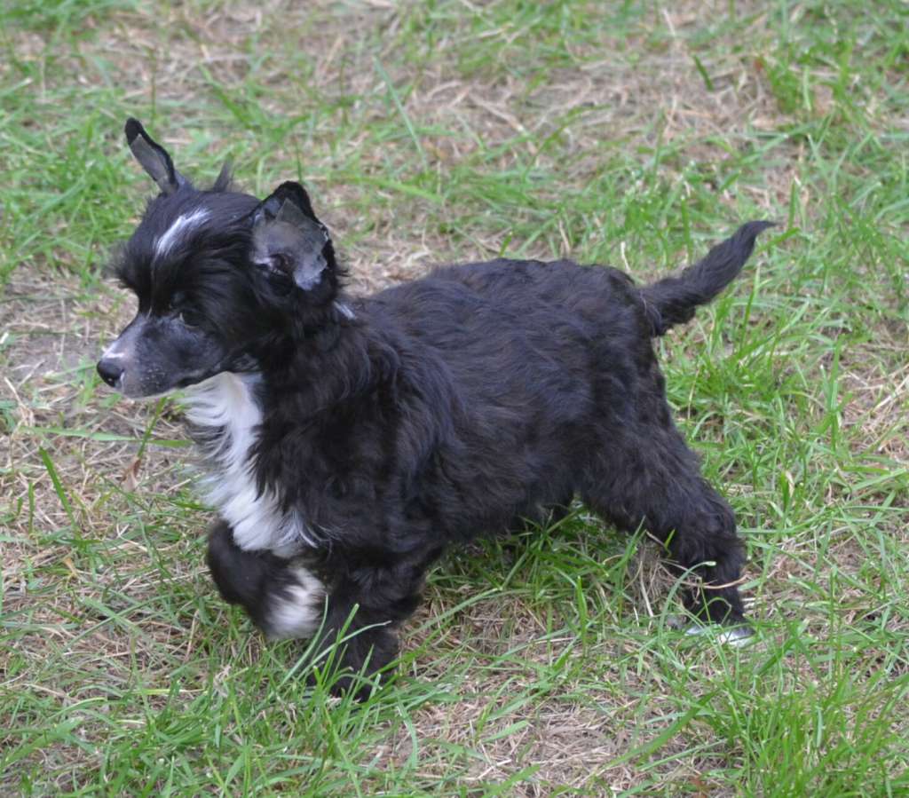 Magic of Success Darius Absolute Power