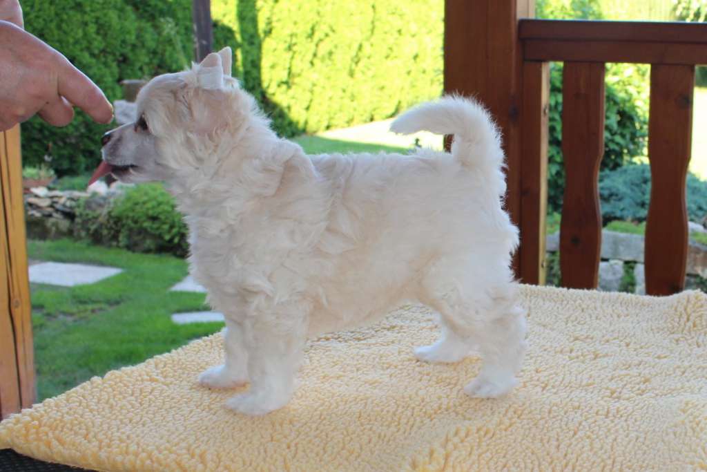 Alise  Cuddly   Abikleo