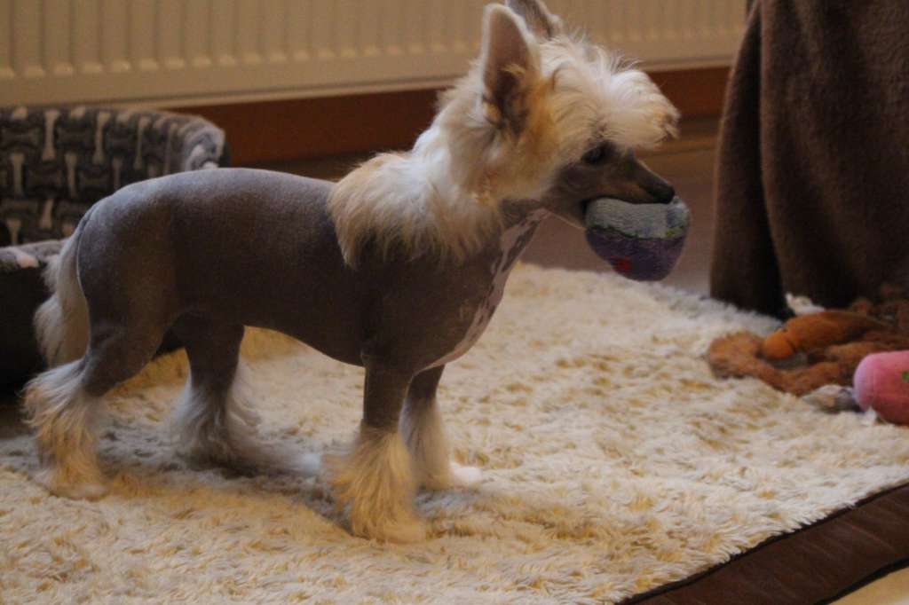 ADEL Playtul  Abikleo