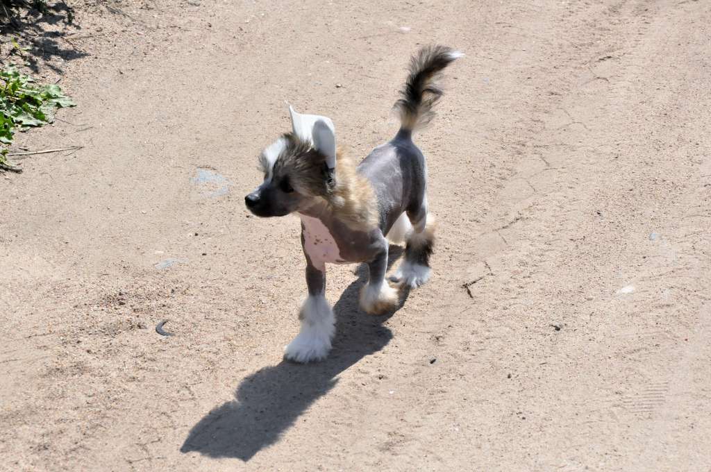 Baron Winning Smile of Zanjero