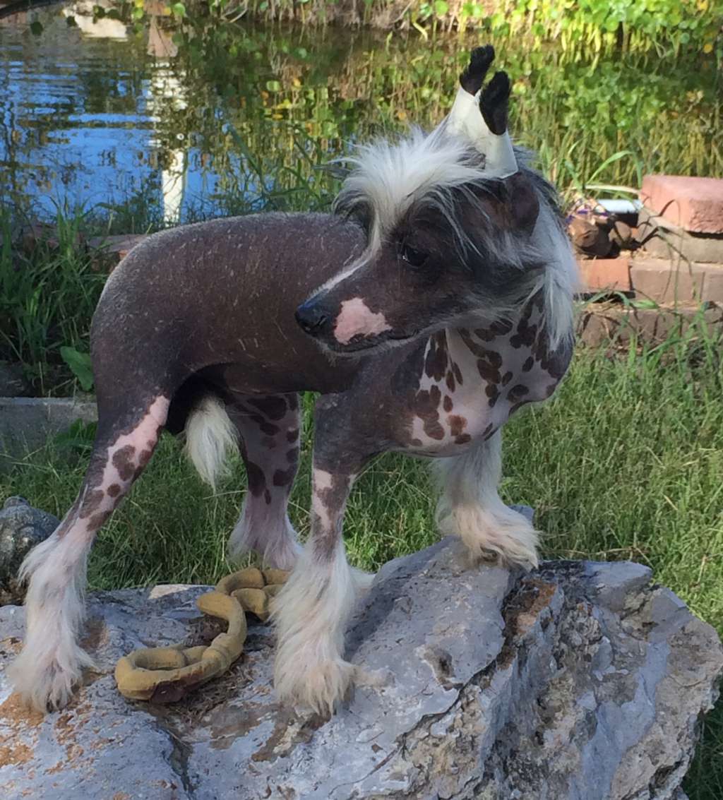 Cosmic's Galaxy Girl