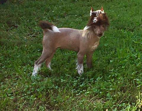 Cosmic's Sweet Sensation