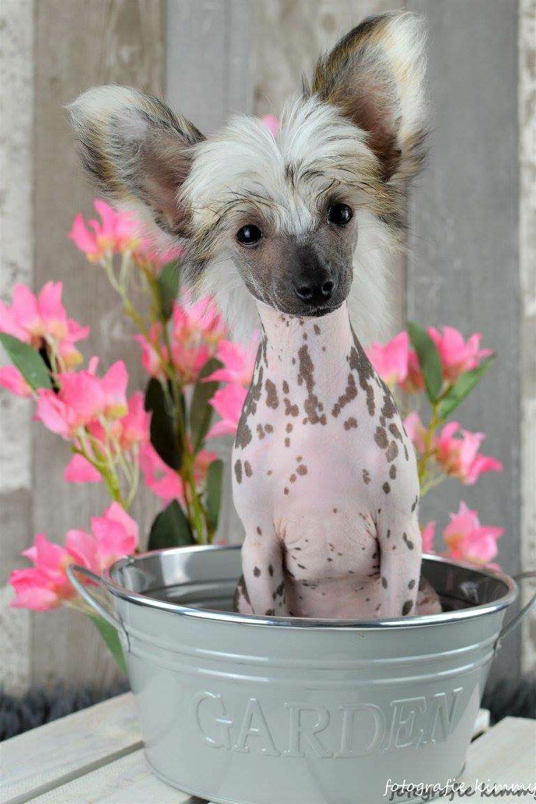 Queen Latifa of Livin la Vida Loca