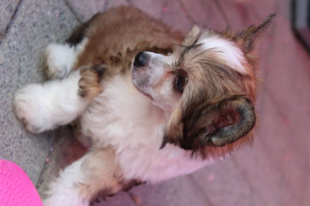 Queen Coockie of Livin la Vida Loca