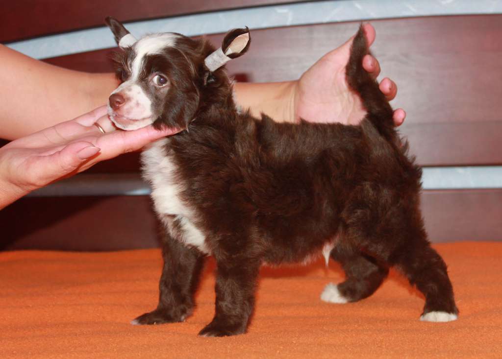 Maksimus my Hero iz Clana Timurlana