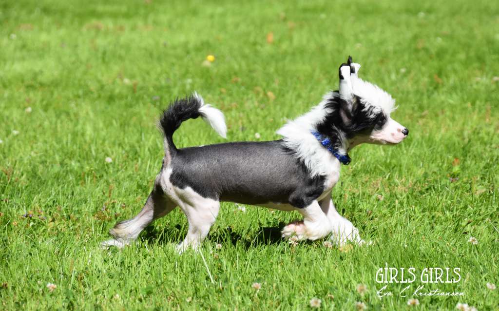 Aqua Lion's Sol Agnes' 2.