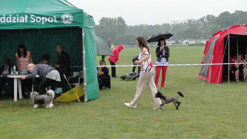 Z Catani Poland (fci) Lolka