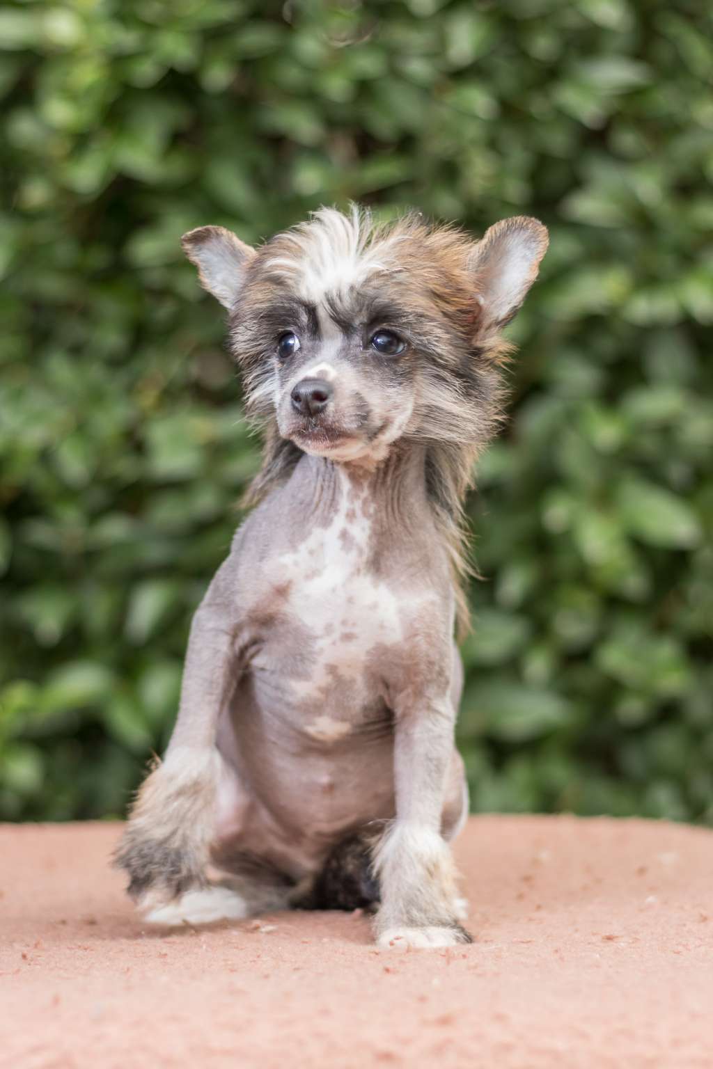 Fehérlófia Dorothy