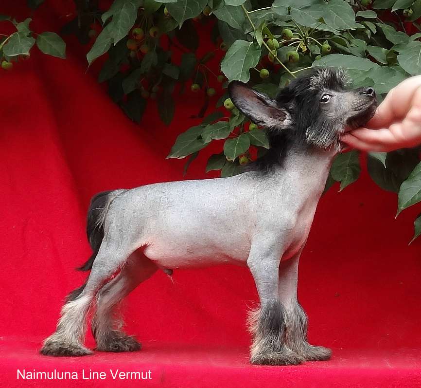 Naimuluna Line Vermut