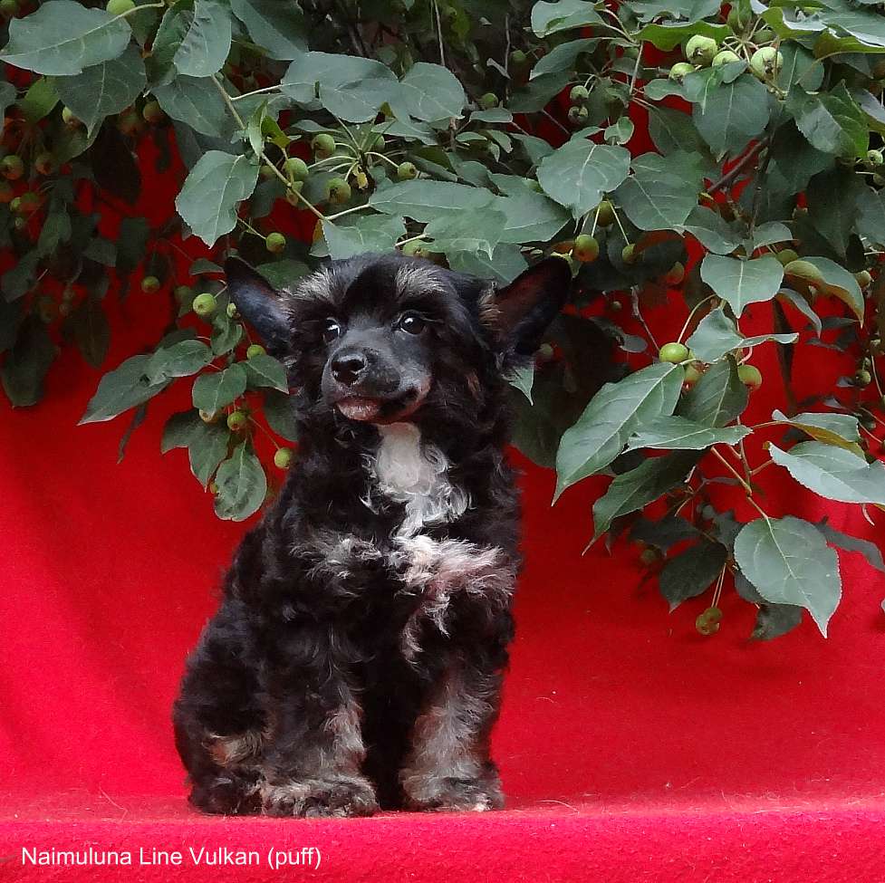 Naimuluna Line Vulkan (puff)
