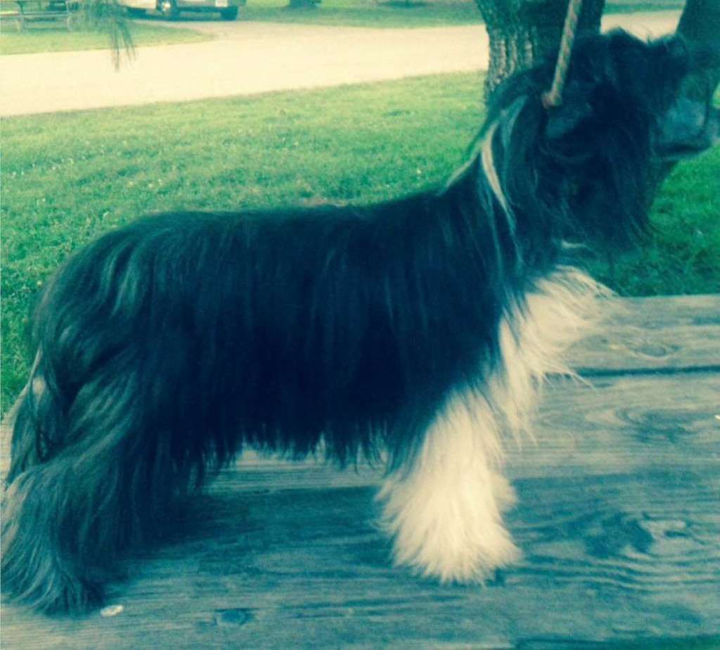 Rosebriar's Crown Of Promises