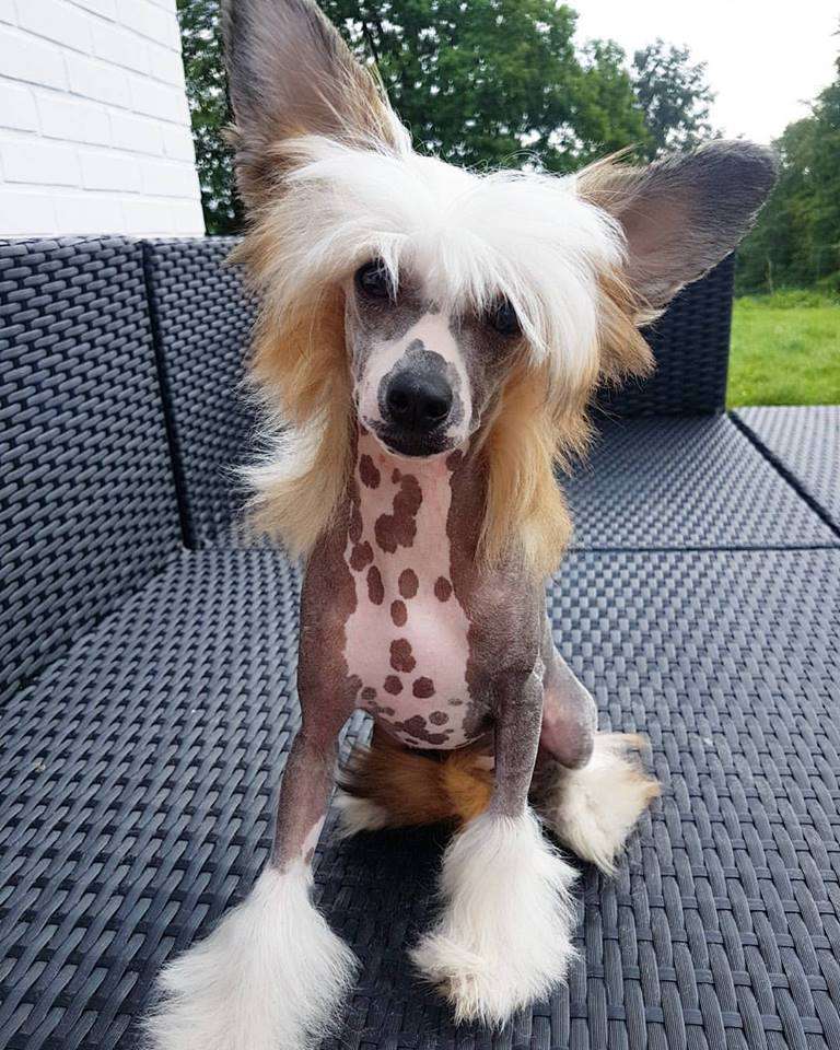 Concilio Crusing In Bel-Air