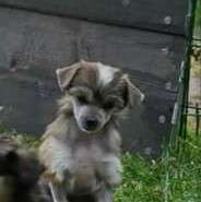 Biker's DR Temperance Brennan