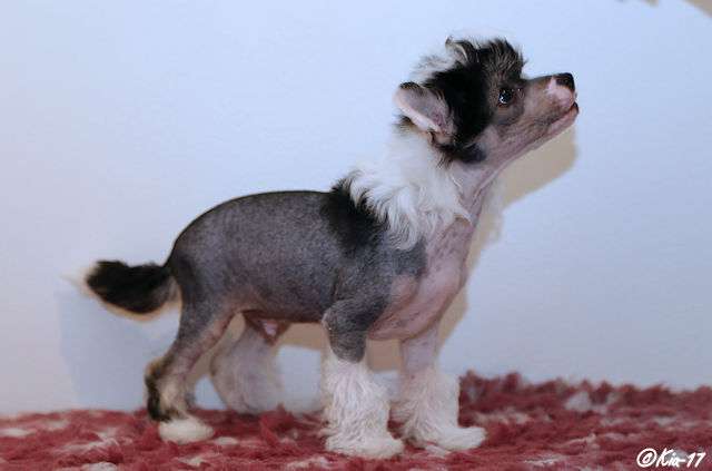 Tirlittan Rock'n Roll