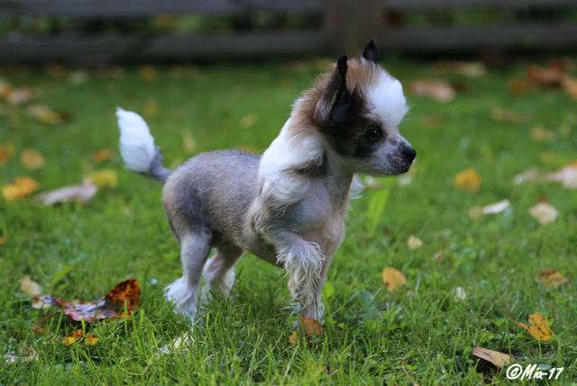 Tirlittan Rock-a-hula Baby