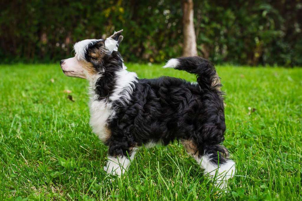 Evolet Fernando Wspania?y