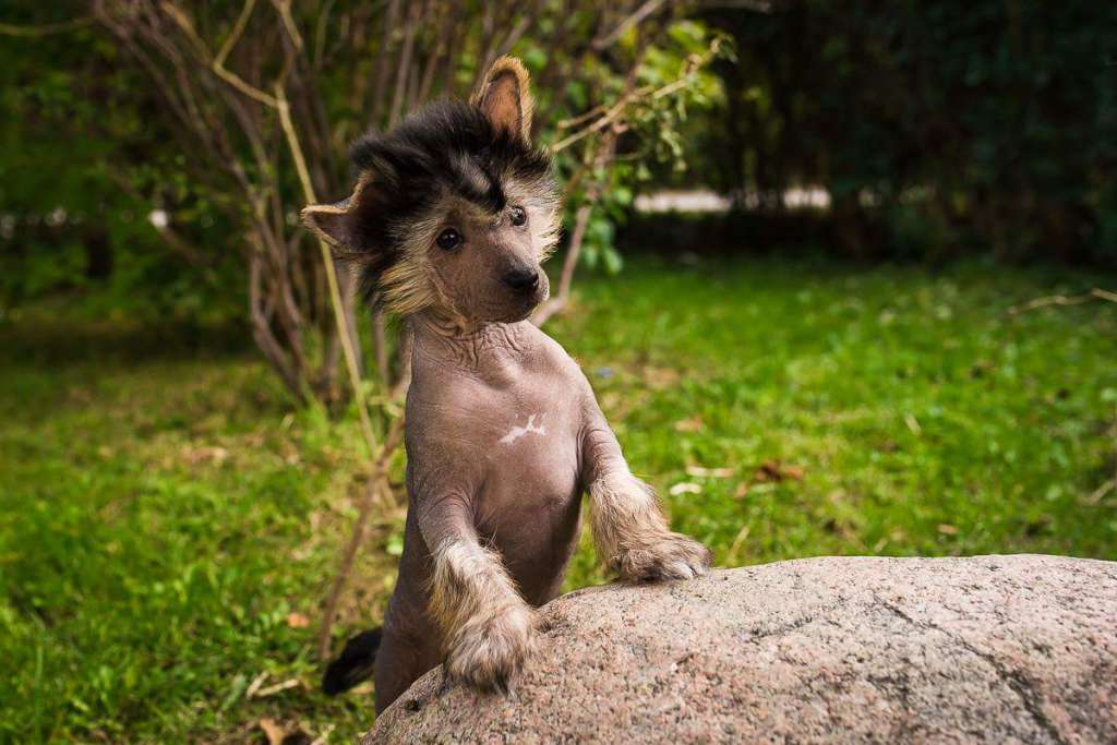 Evolet Falco Zwyci?zca