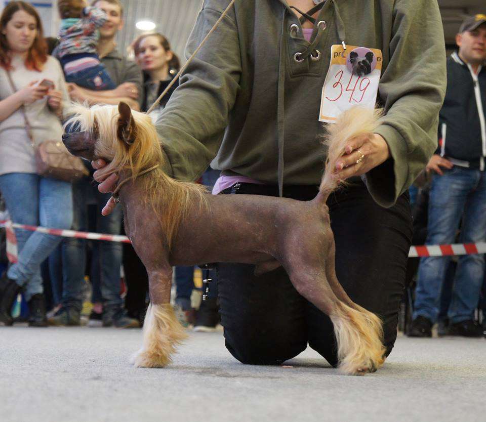 Zheneva-Debjut Patriot