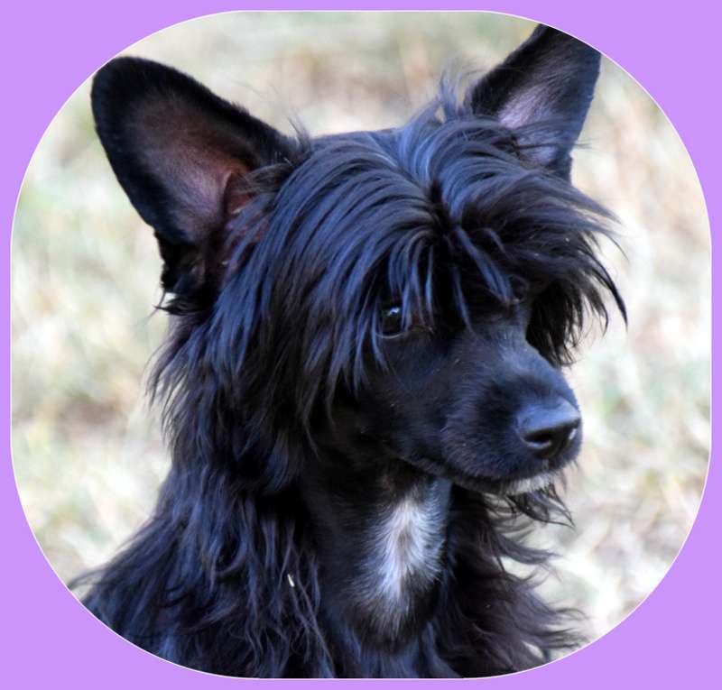 Nuit Caline Of Pastime Paradise