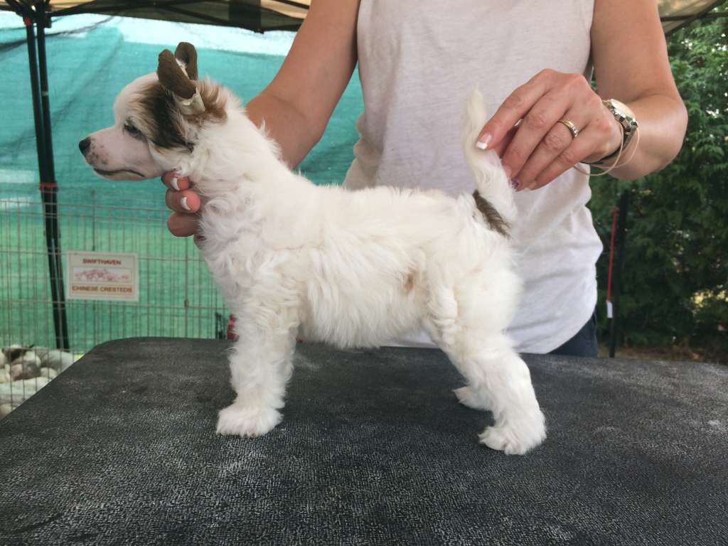 Swifthaven Gossip Girl