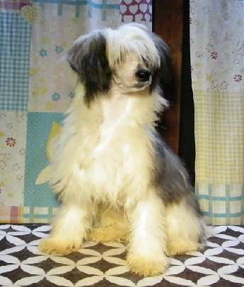 Cat's China Dogs Our Royal King