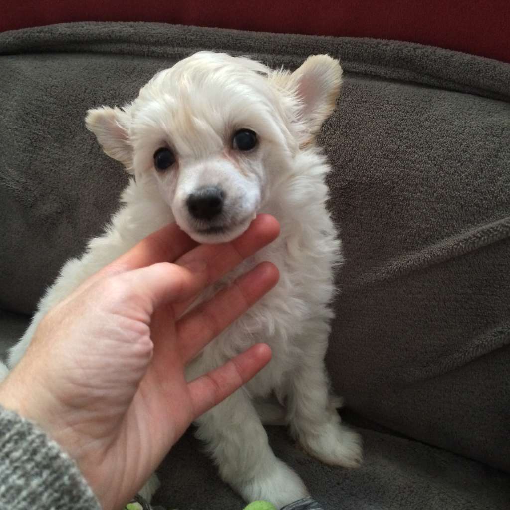 Simply Chinese Man-gho