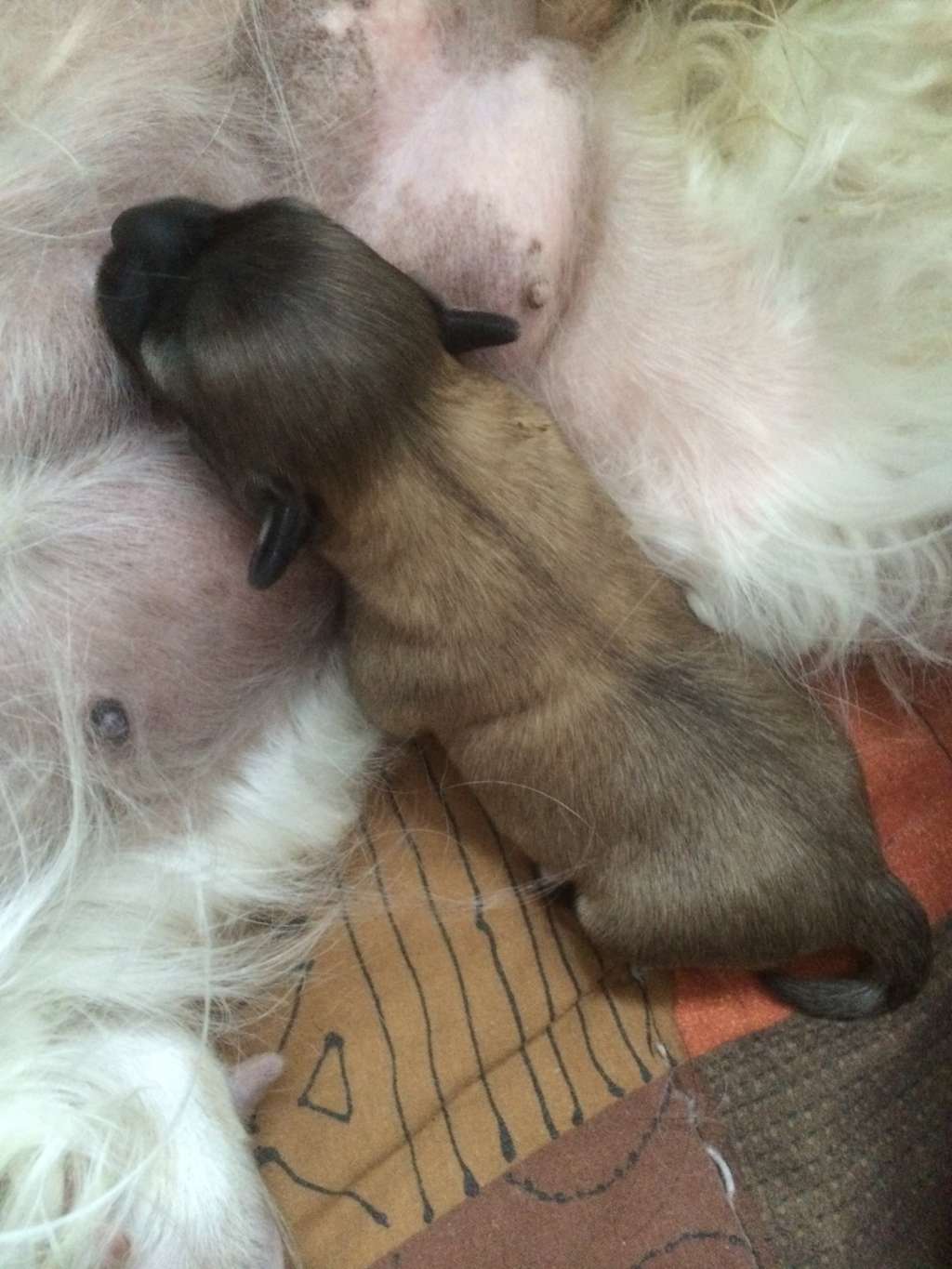 Simply Chinese Nee-ky