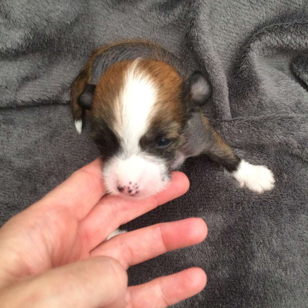 Simply Chinese Laiko