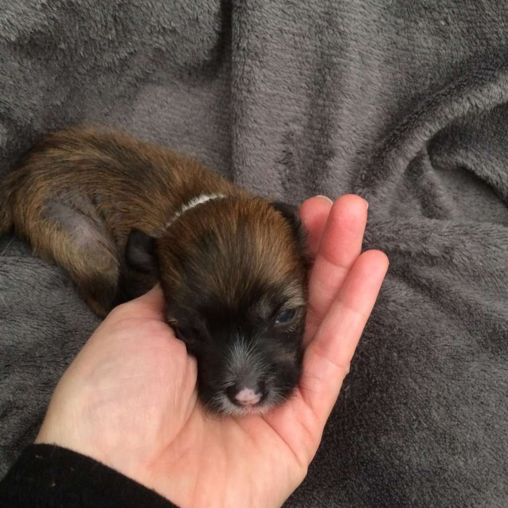 Simply Chinese Lowenn