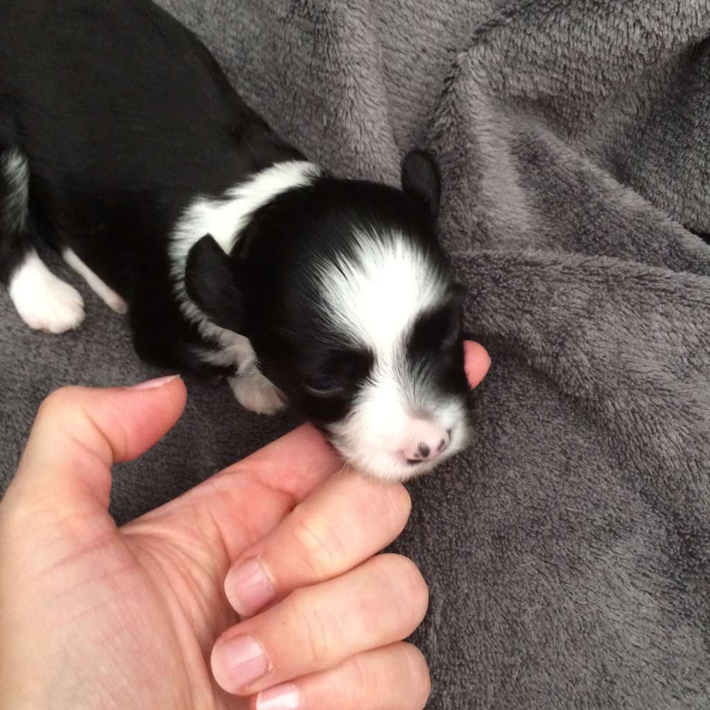 Simply Chinese Lenny